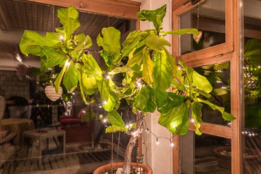 Peri ışıkları ile aydınlatılmış eski keman yaprağı