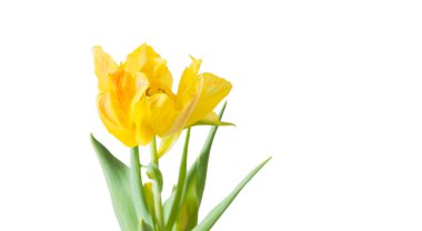 Beyaz arka plan ile Sarı Lale