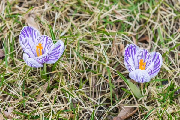 Krokus kwiat w wczesnej wiosny na zielonej trawie — Zdjęcie stockowe