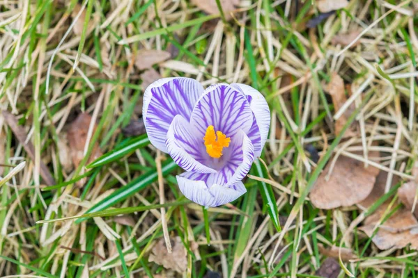 Krokus kwiat w wczesnej wiosny na zielonej trawie — Zdjęcie stockowe