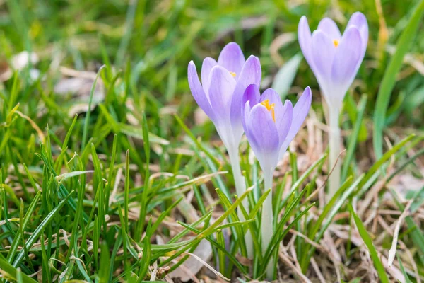 Crocus blomma tidigt våren på grönt gräs — Stockfoto