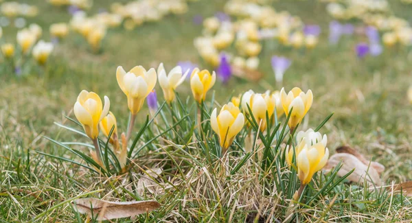 Krokus kwiat w wczesnej wiosny na zielonej trawie — Zdjęcie stockowe