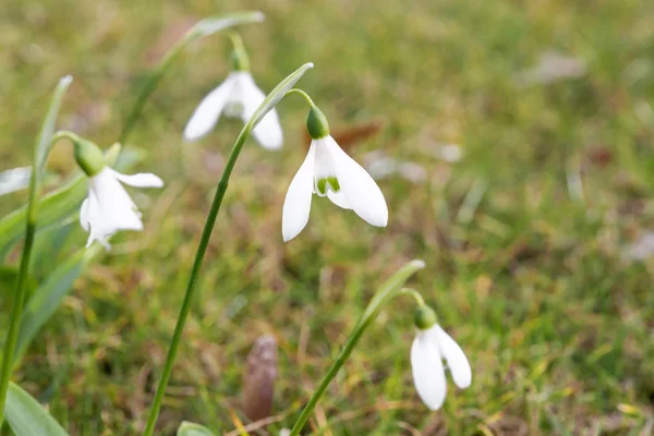 White snowdrop flower on green grass — Stock Photo, Image
