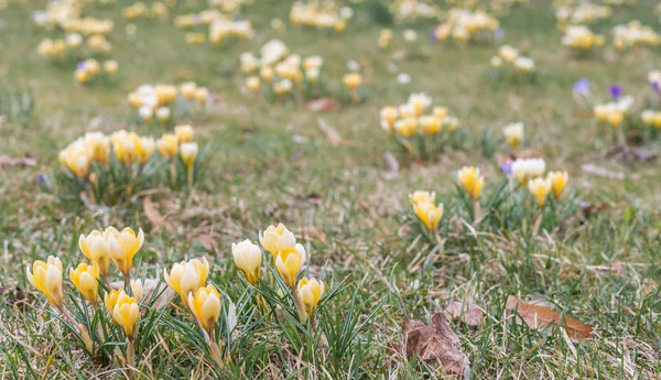 Crocus flower in early springtime on green grass — Stock Photo, Image