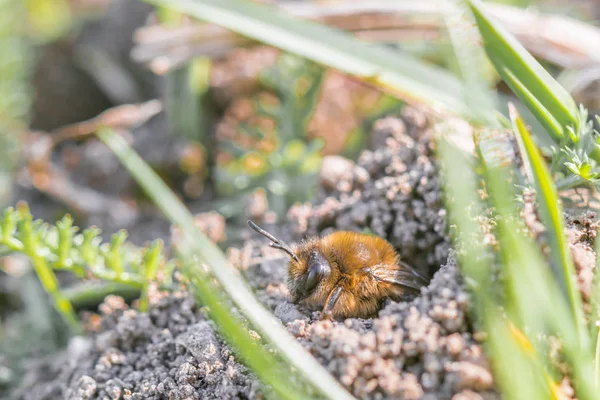 Single female mining bee in her hole on the ground