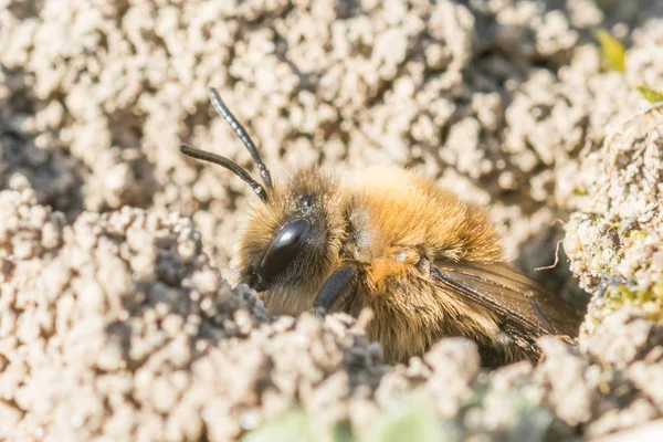 Einzige weibliche Bergbaubiene in ihrem Erdloch — Stockfoto