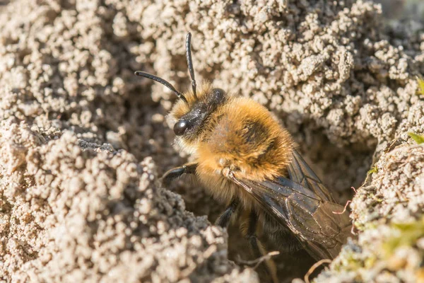 Одинокая шахтерская пчела в своей норе на земле — стоковое фото