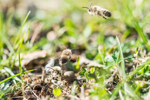 Latające pszczoły mężczyzna górnictwa, patrząc na niektóre kobiece bee — Zdjęcie stockowe