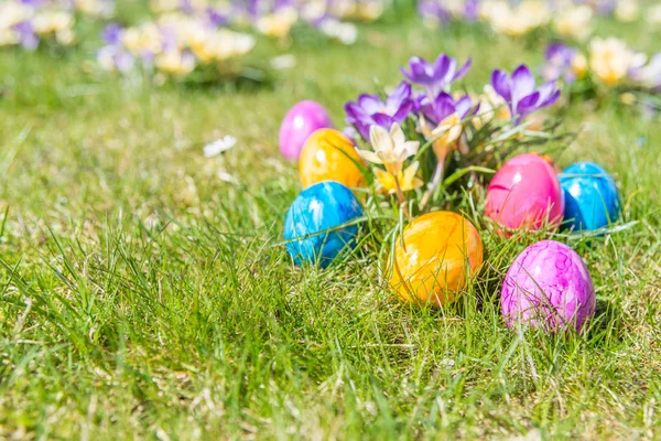 Huevo de Pascua sobre hierba con hermosas flores —  Fotos de Stock