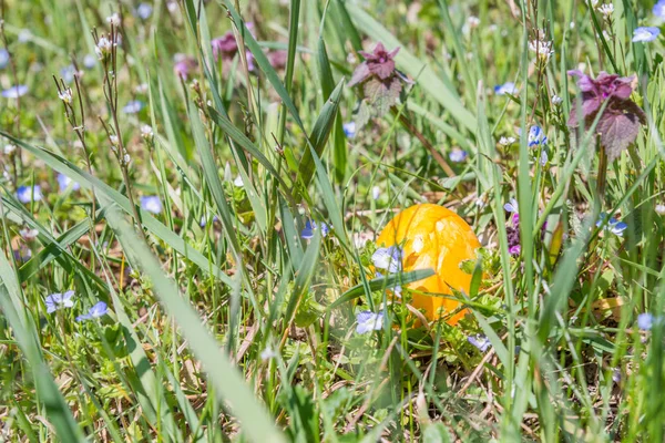 Ovo de Páscoa na grama com belas flores — Fotografia de Stock