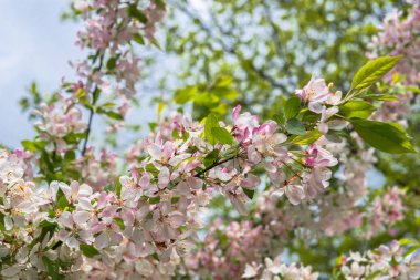 Taze çiçek bahar içinde ağaç