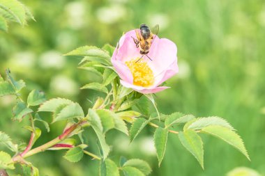 Gül çiçek bahçesinde arı çiçek üzerinde bulunan yakın çekim