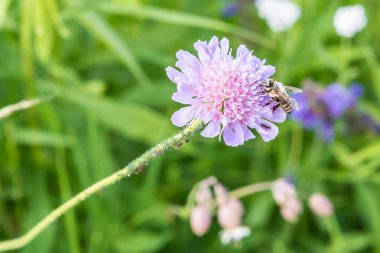 Bir çiçek bahçesinde bulunan arı karıncalar kadar yakın ve asma biti çiçek