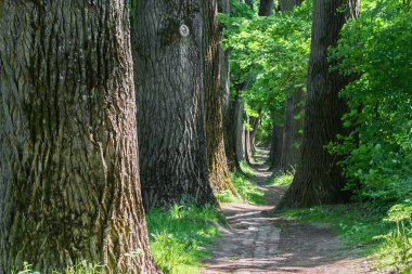 Güneş ile yeşil parlayan bir orman yolunda yaprakları 