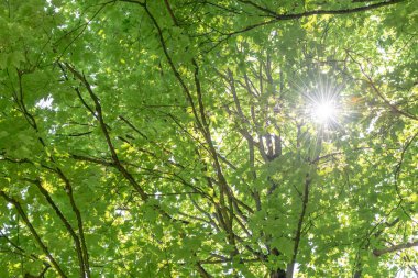Bir ağaç yaprakları ile parlayan güneş ışınları