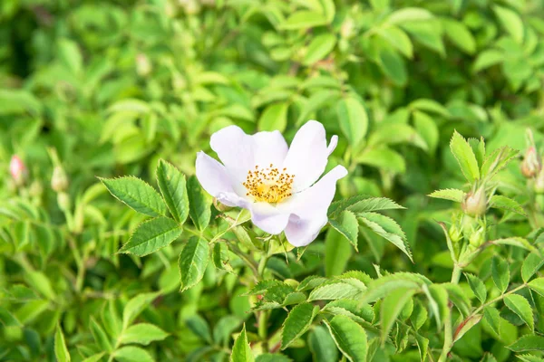 Primer plano de flor de rosa en un jardín con una abeja en la flor —  Fotos de Stock