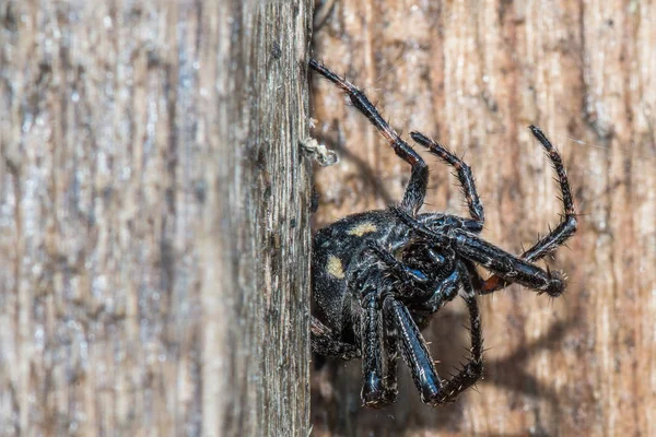 Primer plano de una araña negra gorda gigante con seda — Foto de Stock