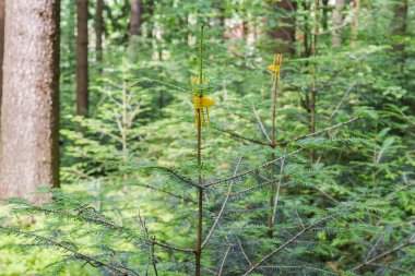 Bir ormandaki hayvanlar tarafından neden olduğu zararlara karşı Bileklik korumasıyla genç küçük köknar ağacı