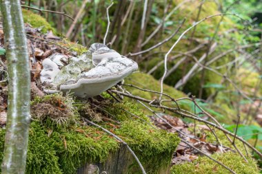 Moss ile büyümüş bir taş üzerinde beyaz ağaç mantarı