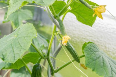 Yeşil gelişmemişlik kabak kabak Bush bir sera içinde