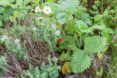 Vahşi ahşap yeşil ve kırmızı bir bahçe bitki üzerinde çilek Çilek