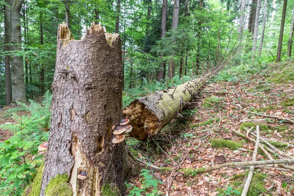 Złamane drzewo z łysy tułowia i drzewo grzyb — Zdjęcie stockowe