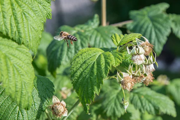 Flying Honey abeja en flor de frambuesa — Foto de Stock