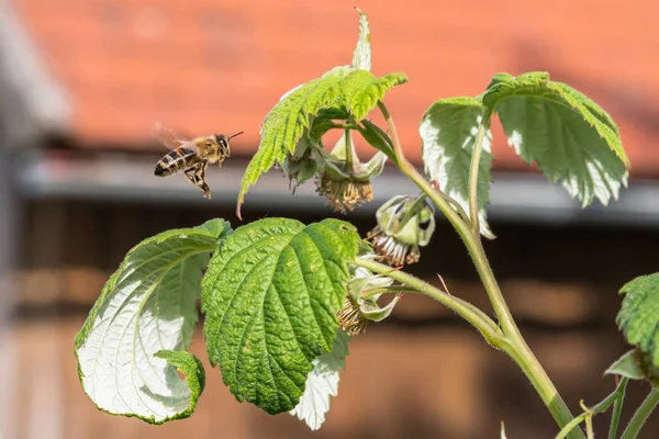 Flying Honey abeja en flor de frambuesa — Foto de Stock