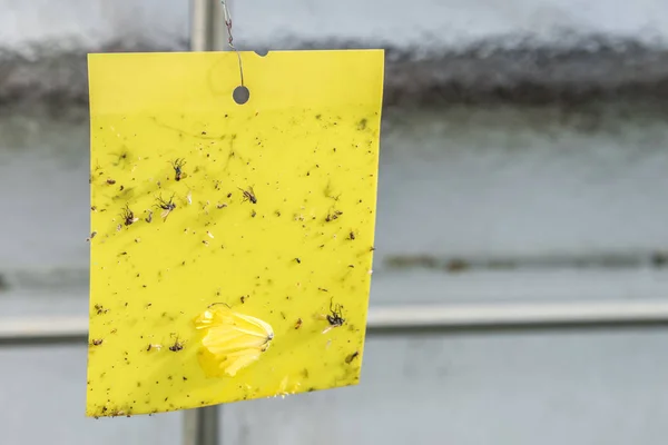 Amarillo trampa pegajosa con insectos y alimañas en un invernadero — Foto de Stock