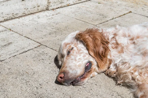 İngiliz seterim köpek yanan güneşin bir terasta döşeme