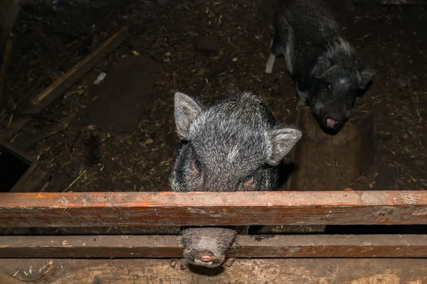 Minipig σε ένα παλιό σπίτι γουρούνι — Φωτογραφία Αρχείου