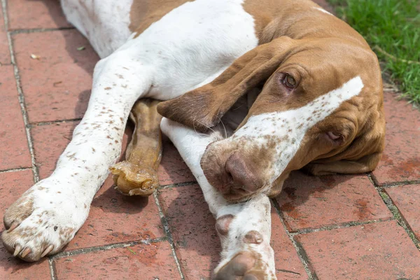 Jonge hond Bracco Italiano opleggen van een terras — Stockfoto