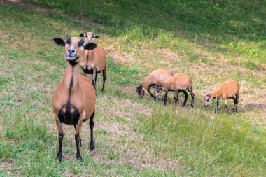 Kamerun koyunu çayır üzerinde