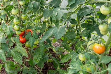 Yeşil gelişmemişlik domates domates Bush yeşil bir evde