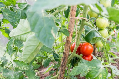 Yeşil gelişmemişlik domates domates Bush yeşil bir evde