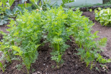 Bir sebze yama içinde havuç