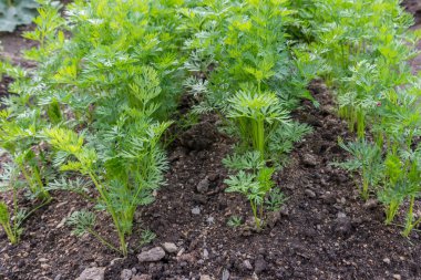 Bir sebze yama içinde havuç