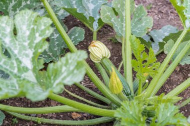 kabak, sebze yama, yama, sebze, kabak, olgunluk, gelişmemişlik, bush, bitki, gövde, yeşil ev, büyüyen, ekili bahçe, organik, ekli, küçük, küçük, lezzetli, sağlıklı, sağlık, yaz, yaz, çiçekler, çiçek, çiçek açan, susta içinde