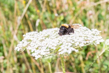 Yaban-arısı bir çiçek üzerinde oturuyor