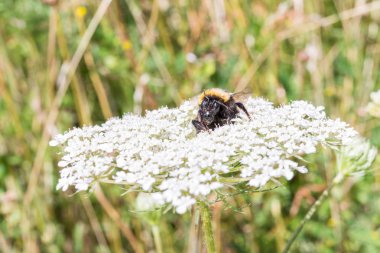 Yaban-arısı bir çiçek üzerinde oturuyor