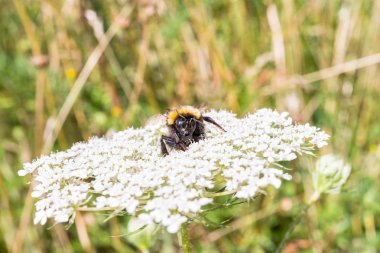 Yaban-arısı bir çiçek üzerinde oturuyor