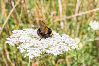 Yaban-arısı bir çiçek üzerinde oturuyor