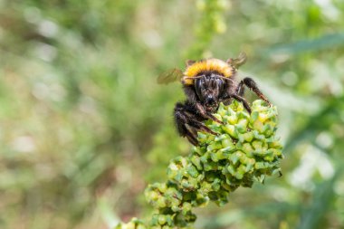 Yaban-arısı bir çiçek üzerinde oturuyor