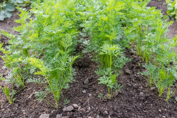 Bir sebze yama içinde havuç