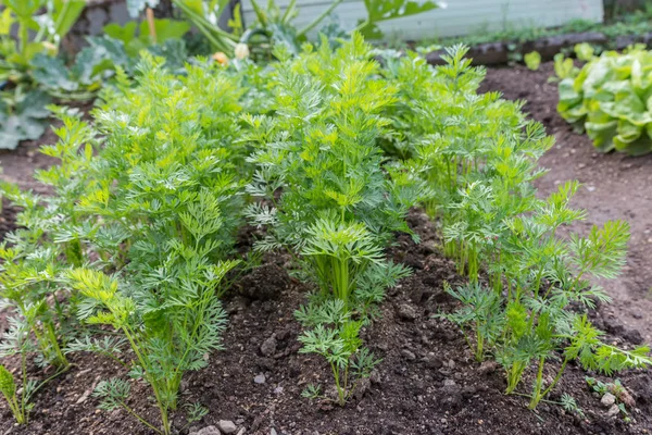 Bir sebze yama içinde havuç