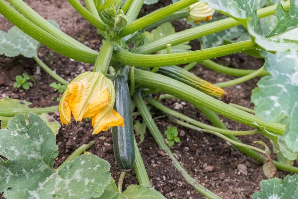 Kabak bush bir sebze yama
