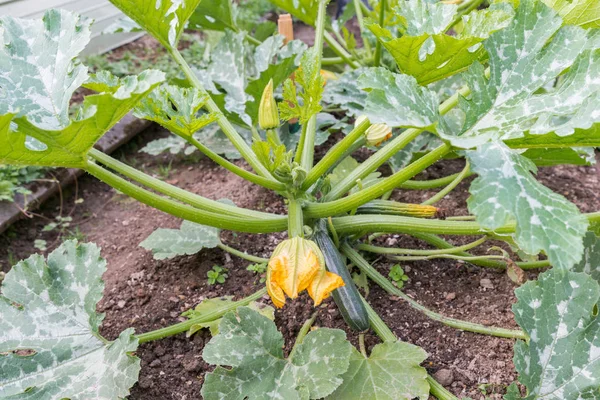 Kabak bush bir sebze yama