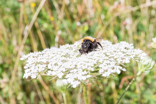 Yaban-arısı bir çiçek üzerinde oturuyor