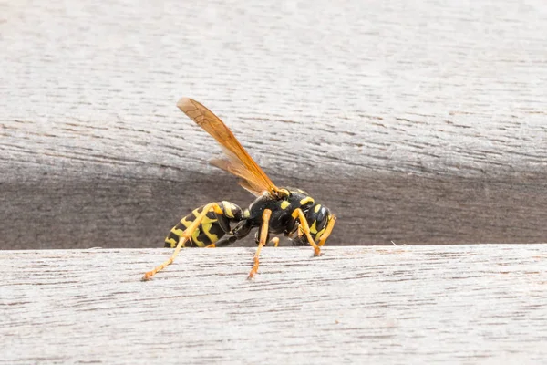 Wasp is sitting on a park bench and is chewing wood — Stock Photo, Image