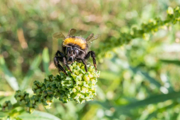 Hummel sitzt auf einer Blume — Stockfoto